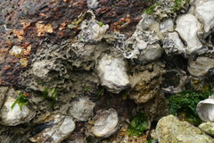 Saccostrea cuccullata