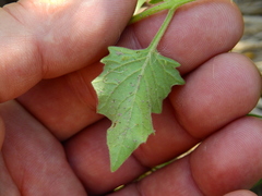 Solanum tweedianum