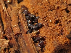 Colydiinae