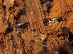 Colydiinae