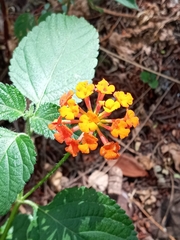 Lantana camara