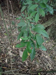 Glycosmis parviflora