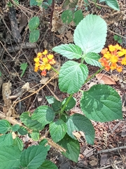 Lantana camara
