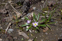 Calandrinia colchaguensis