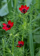 Adonis annua