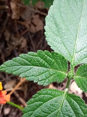 Lantana camara
