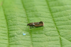 Atemelia torquatella