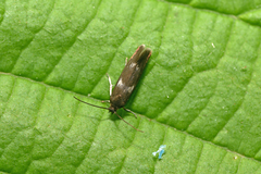 Atemelia torquatella