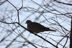 Streptopelia decaocto