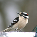 Downy Woodpecker (Eastern) - Photo (c) Ethan Wells, some rights reserved (CC BY-NC), uploaded by Ethan Wells
