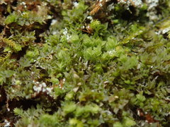 Douinia ovata