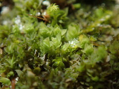 Douinia ovata