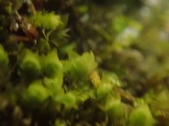 Douinia ovata
