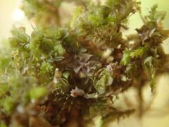 Douinia ovata