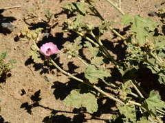 Sphaeralcea mendocina