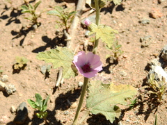 Sphaeralcea mendocina