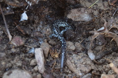 Plethodon kiamichi