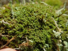 Douinia ovata