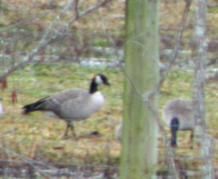 Branta hutchinsii hutchinsii