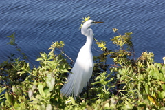 Ardea alba