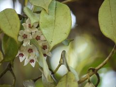 Hoya wightii
