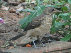 Turdus ignobilis