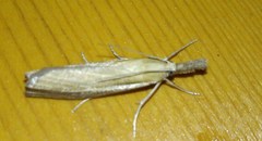 Agriphila selasella