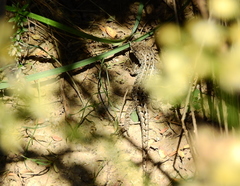 Liolaemus wiegmannii