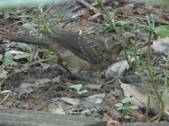 Turdus ignobilis