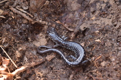 Plethodon ouachitae