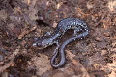 Plethodon ouachitae