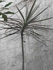 Dracaena reflexa angustifolia