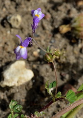 Linaria ricardoi