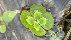 Marsilea mutica