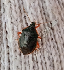 Tynacantha marginata