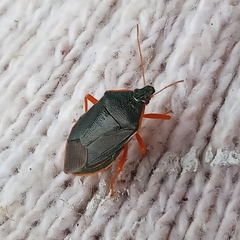 Tynacantha marginata