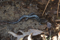 Plethodon kiamichi