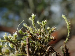Hedwigia stellata