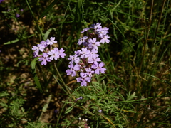 Glandularia parodii