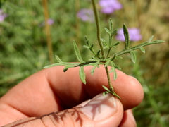 Glandularia parodii