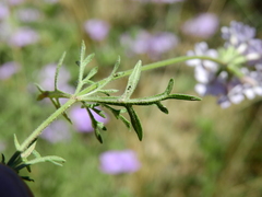 Glandularia parodii