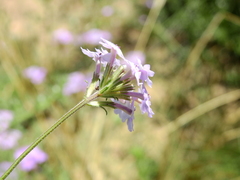 Glandularia parodii