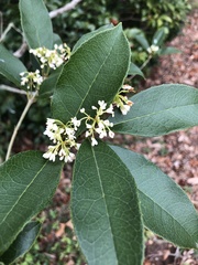 Osmanthus