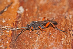 Vulgichneumon saturatorius