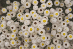 Syncarpha speciosissima angustifolia
