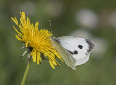 Pieris brassicae