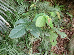 Glochidion zeylanicum