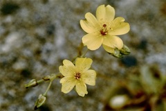 Calandrinia litoralis
