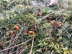 Clavulinopsis sulcata