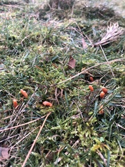 Clavulinopsis sulcata